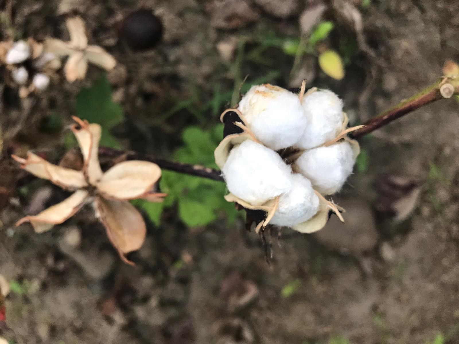 Image organic cotton plant
