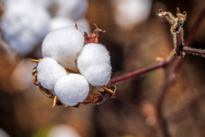 CottonBud.jpeg
